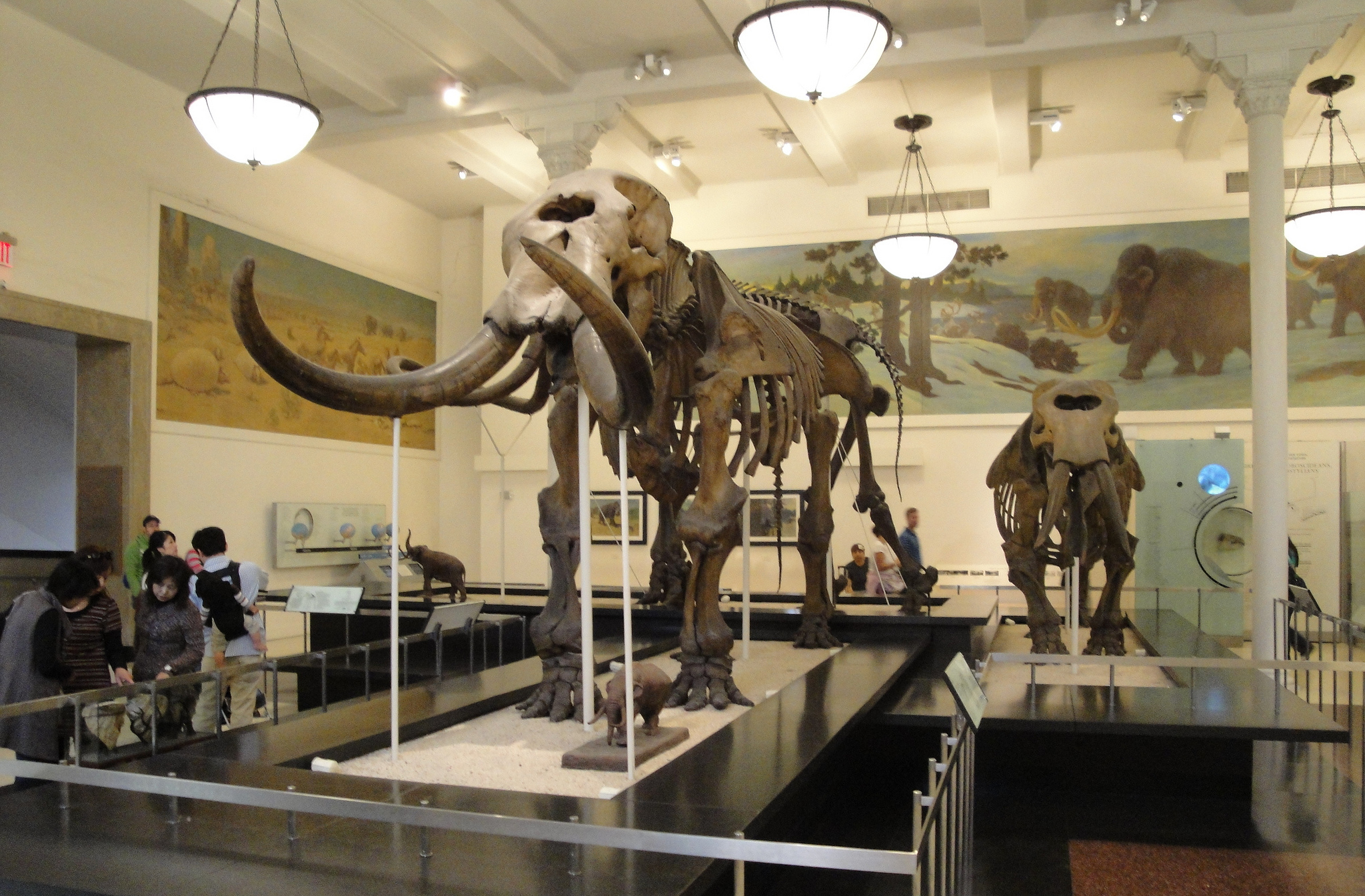 Musée d'Histoire naturelle de New York