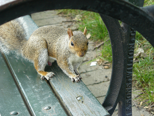 écureuil Central Park