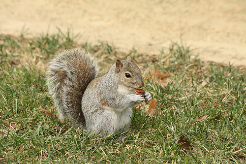 écureuil Central Park