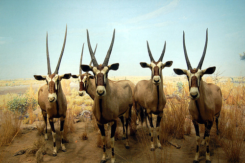 oryx new york