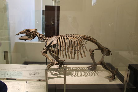 dinosaures