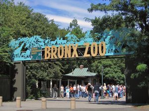 zoo du Bronx